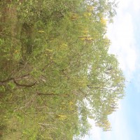 Senna auriculata (L.) Roxb.